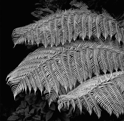 SextonTreeFern