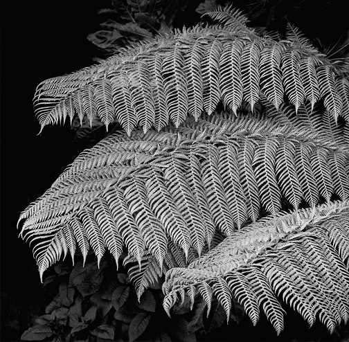 SextonTreeFern