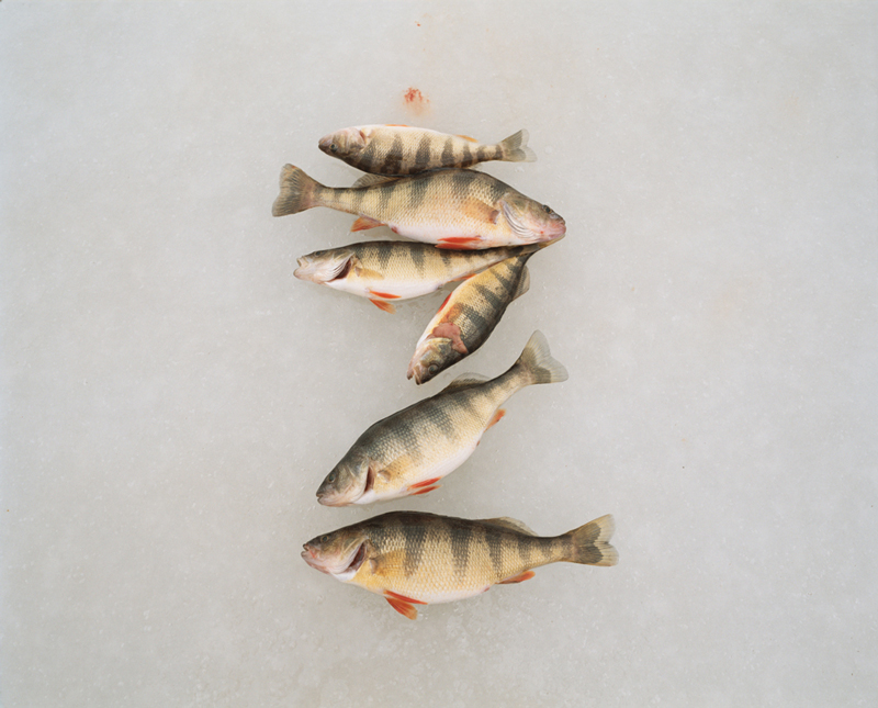 Perch-on-ice800pix,-Lake-Wallenpaupak,-Pennsylvania_big