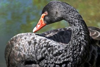 Blackswan