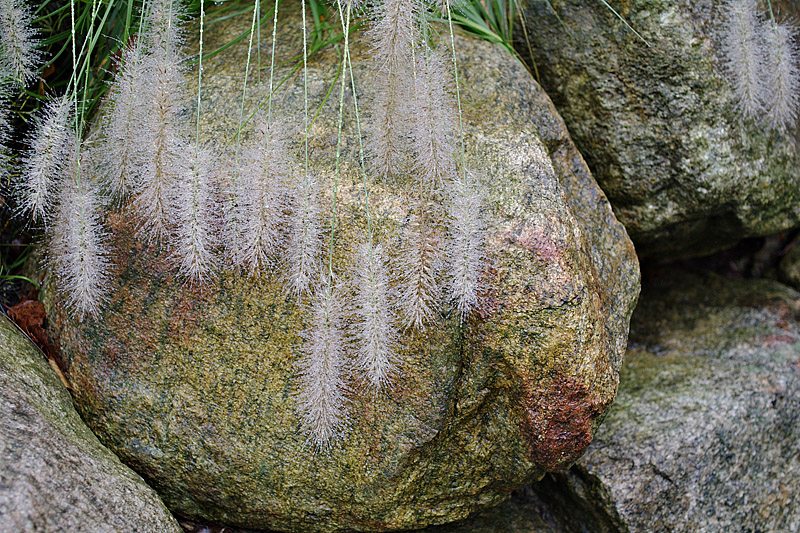 Grass on Granite