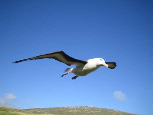 Albatross