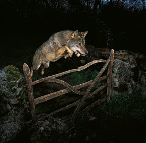 Leapingwolf