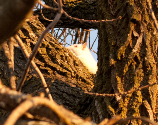 Whitesquirreldetail