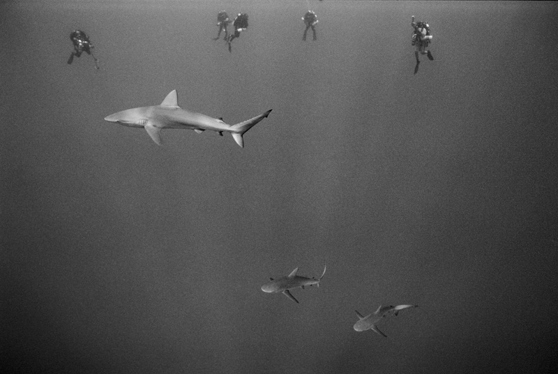 Galapagos Sharks and decompressing divers