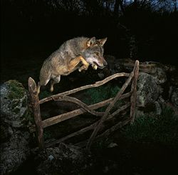 Leapingwolf