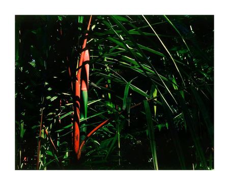 Sealing_Wax_Palm-800