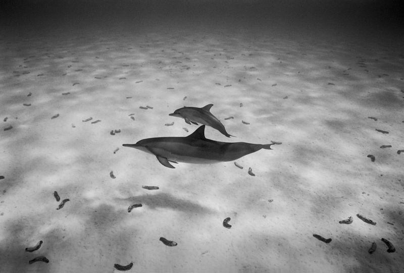 Mother and Baby Spinner Dolphins in a pattern of Sea Cucumbers