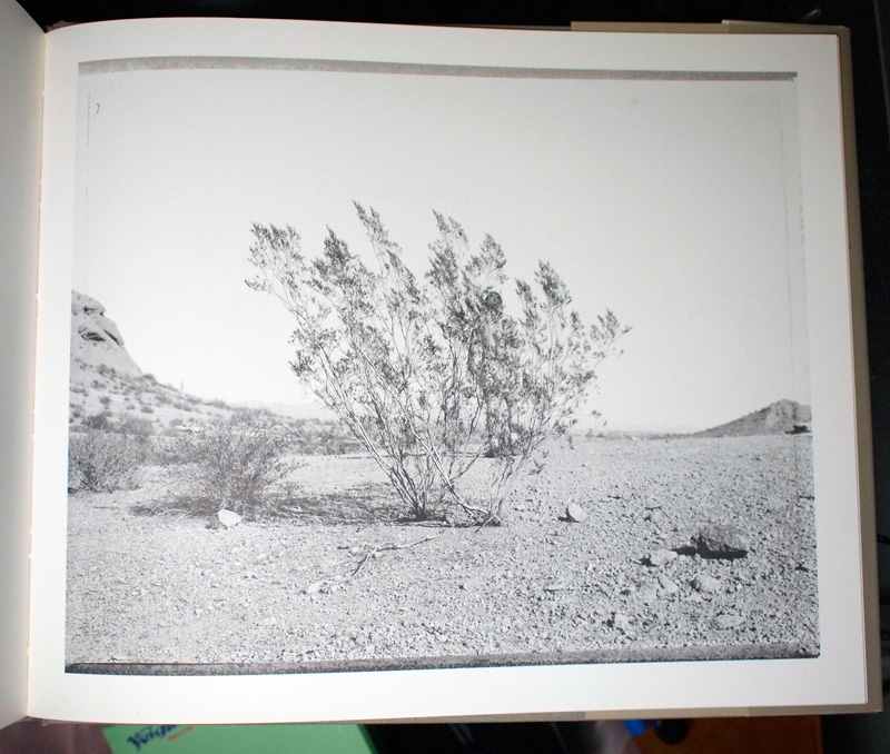 Klettcreosotebush