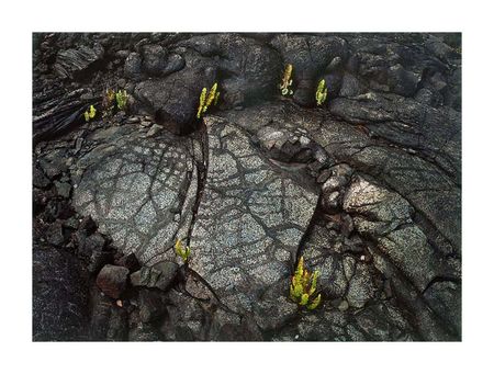 Ferns_Tortoise_Shell_Pahoehoe-800