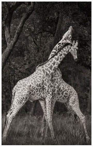 Africabooks-3
