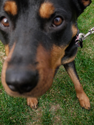 Greta
