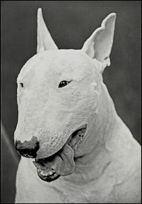 Bobthedog