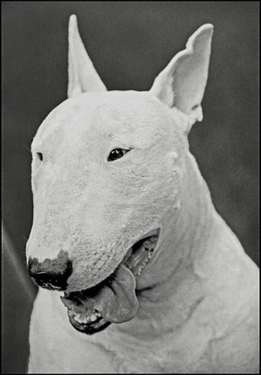 Bobthedog