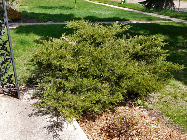 Juniper-1