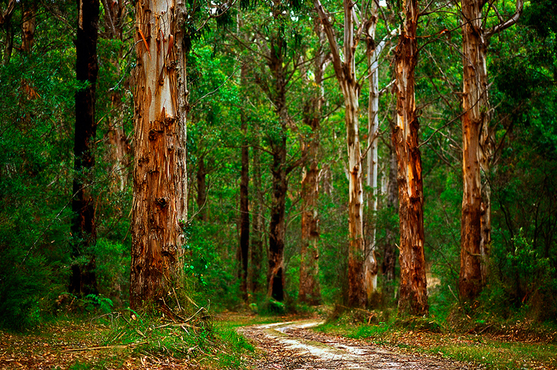 Forest-drive_great-otway-national-park