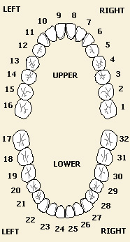 Teeth