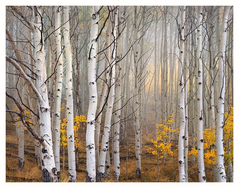 Cramer_Aspen_Borders