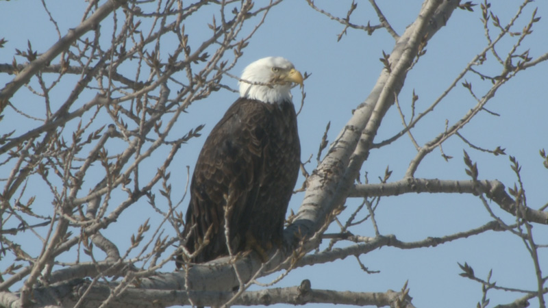 Eagle