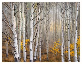 Cramer_Aspen_Borders