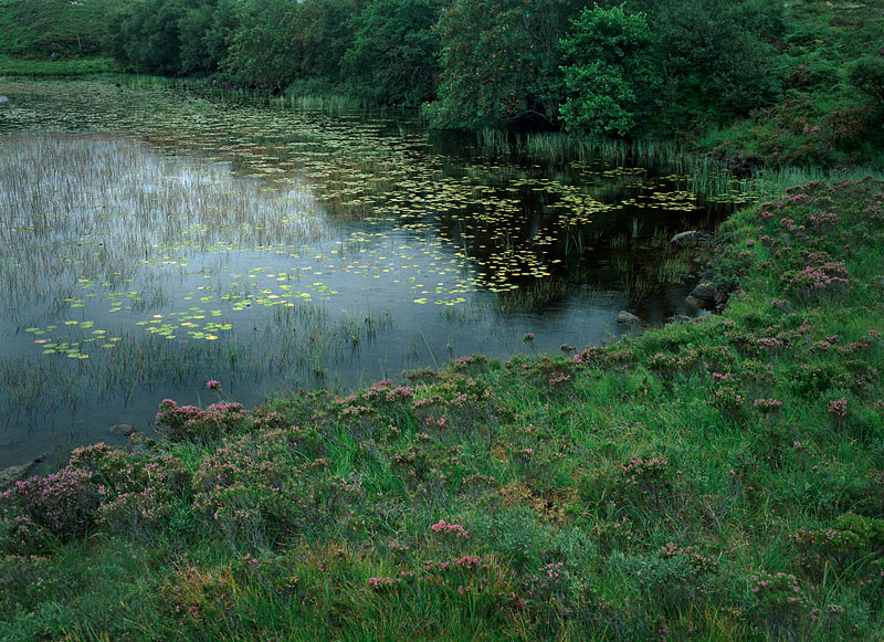 CteinSwamp-800