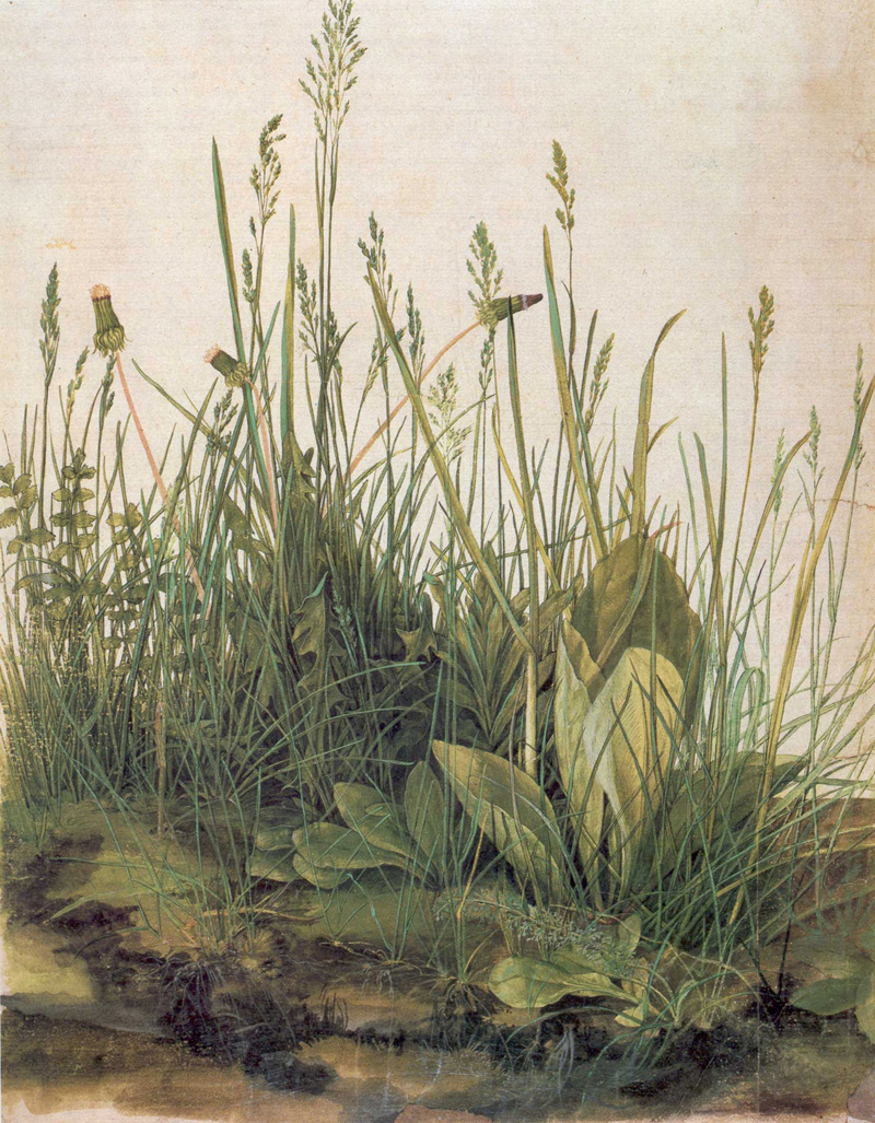 AlbrechtDurerturf