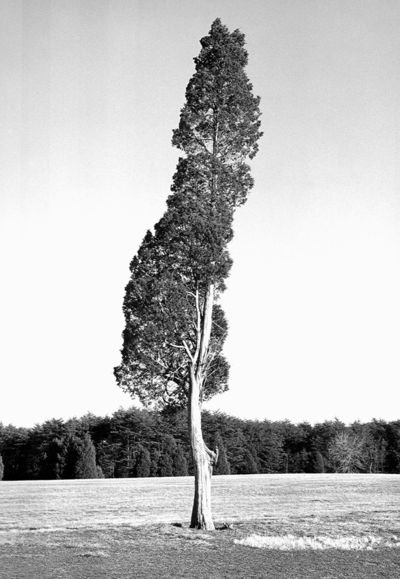 Treesmall Treesmall