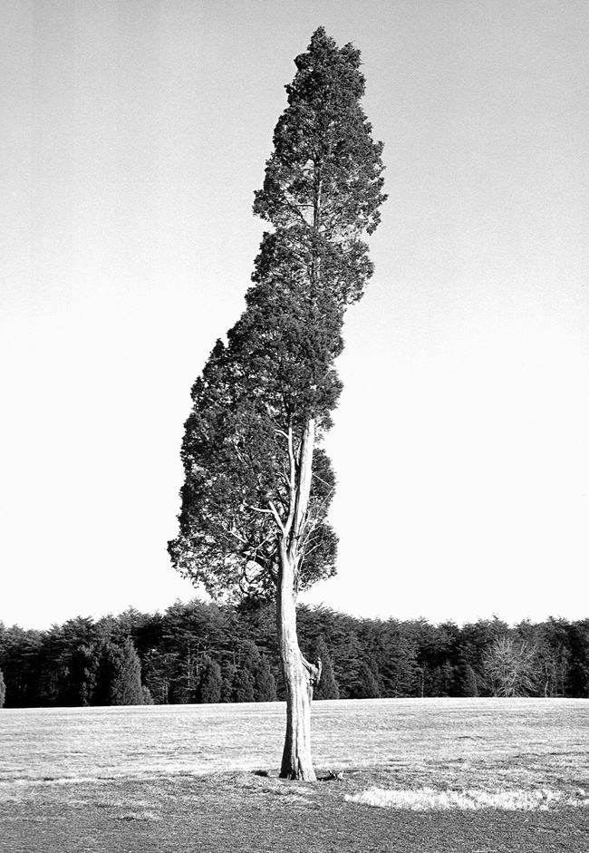Treesmall
