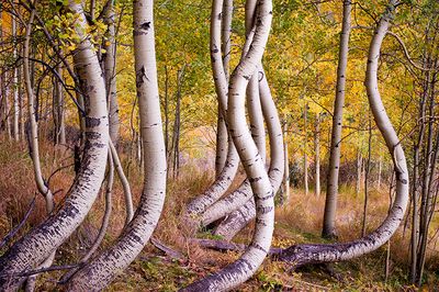 TRPJimhamstra-dancingaspens