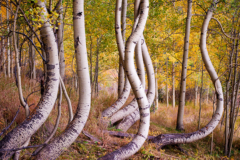 TRPJimhamstra-dancingaspens