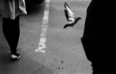 TRPMichaelFiorittopigeon_crosswalk