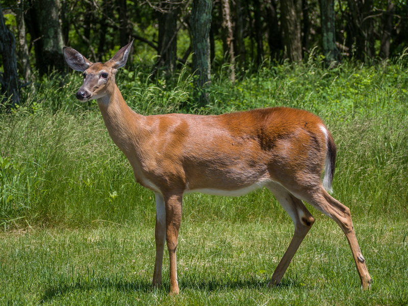 ©2012 Dennis A. Mook; Whitetail Deer-800