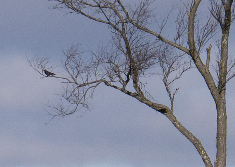 Crows_detail