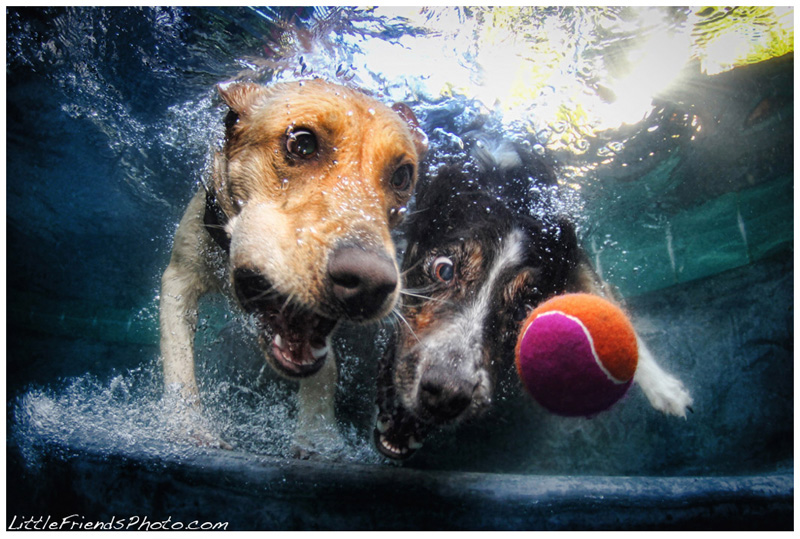 Casteelunderwaterdogs