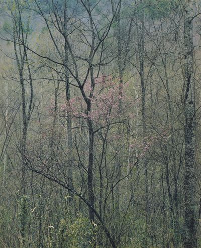 Redbud
