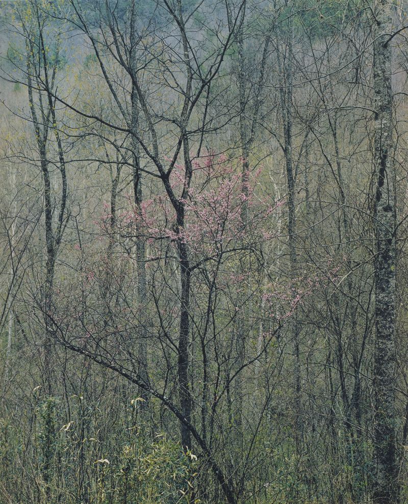 Redbud