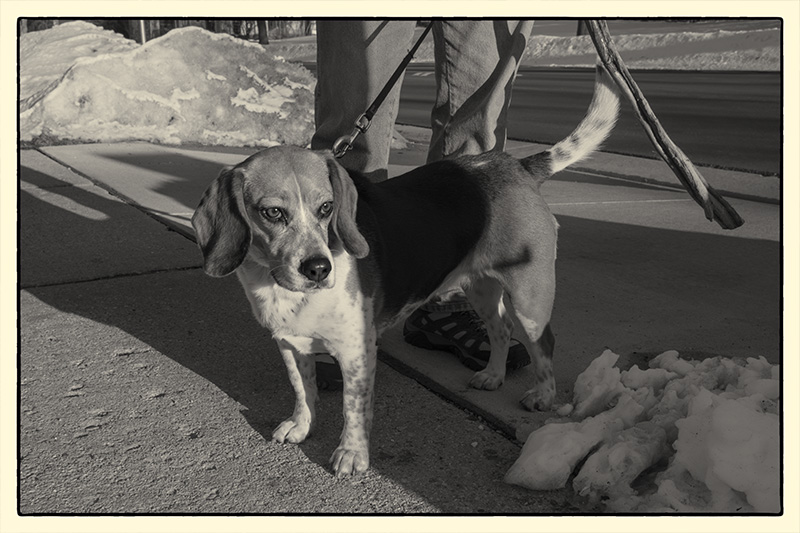 DaisyBW-small