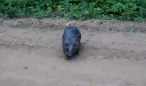 Attackingbeaver