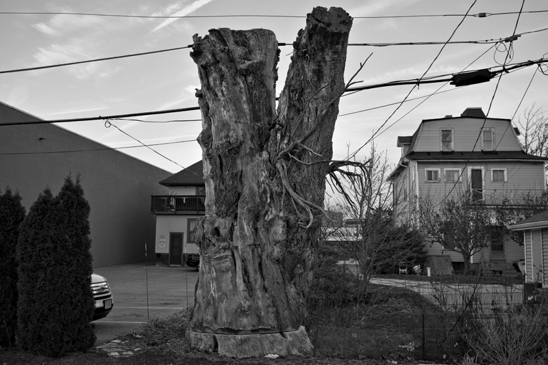 Kingofstumps