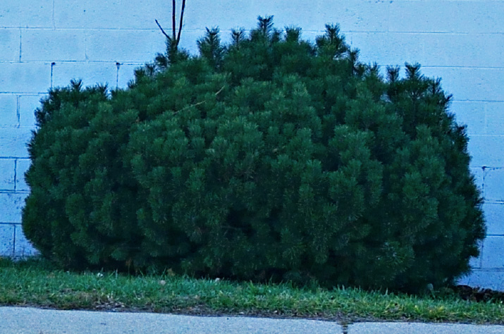 Bush
