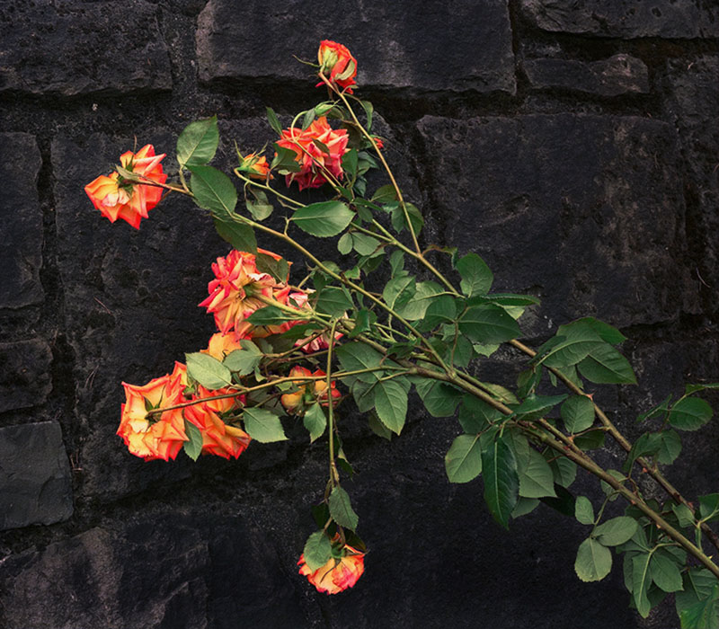 Roses800