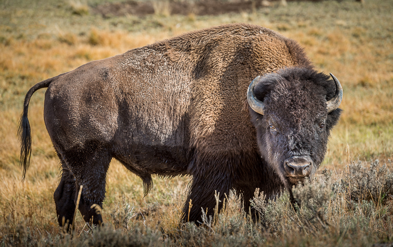 ©2012 Dennis A. Mook; Bison, Hayden Valley, Yellowstone N.P.-