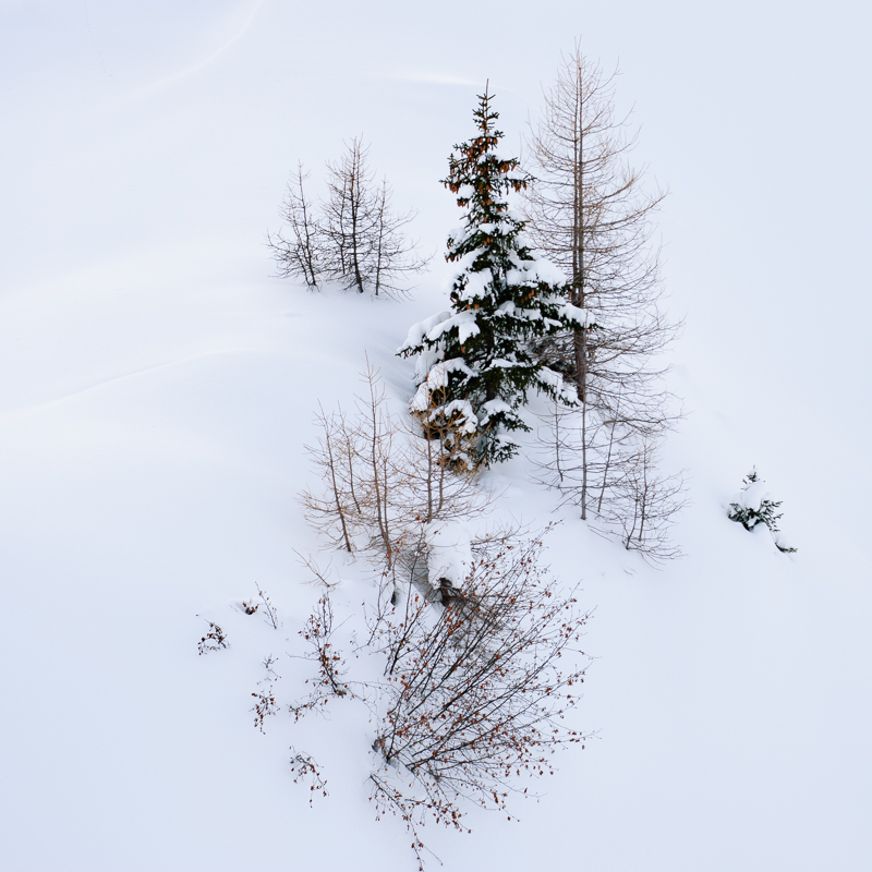 HLkazi-snowtrees
