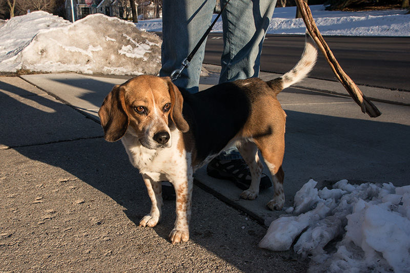 Daisy