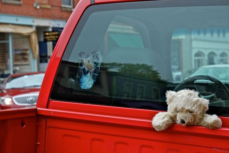 A dog & a bear in a truck