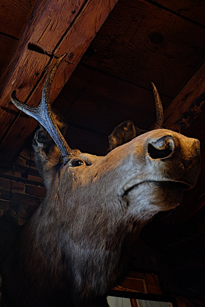 Moose with Deer Antlers (1)