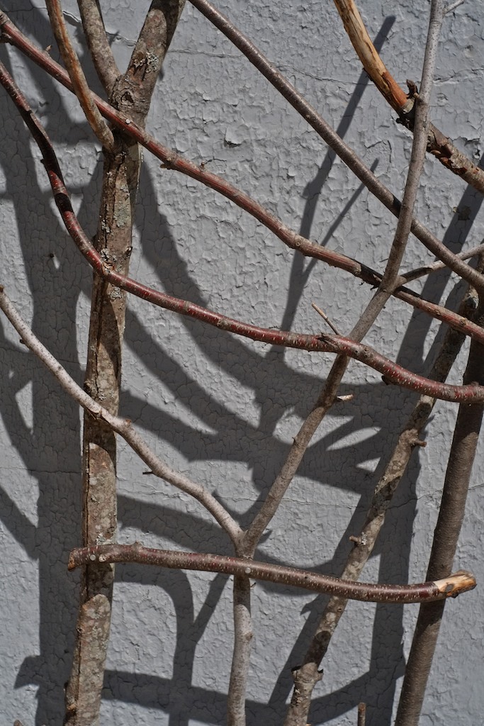 Trellis of Twigs