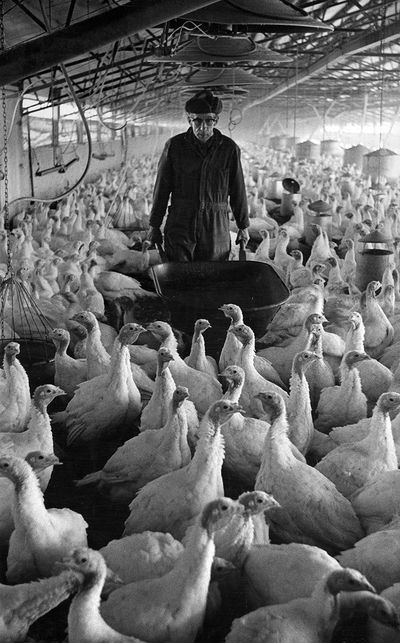 Turkey Man