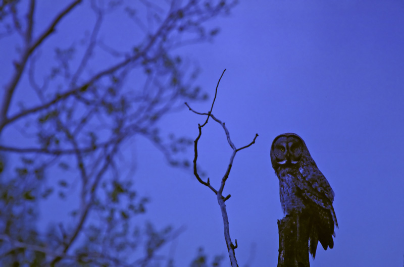 Dennisowl