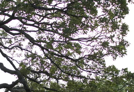 Purplefringing Purplefringing
